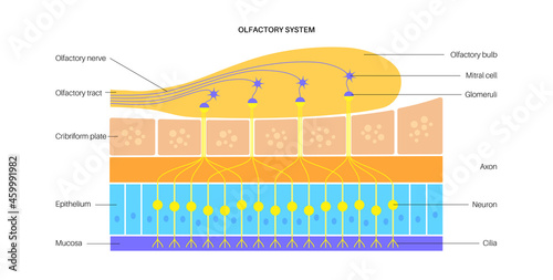 Olfactory system anatomy photo