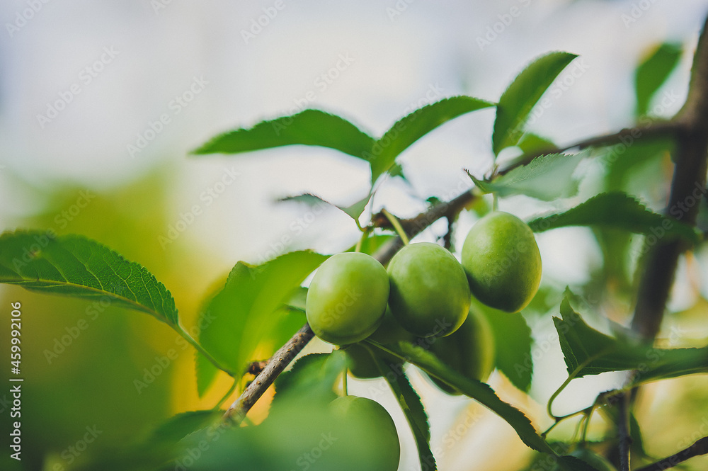 Green unripe fruits on a branch
