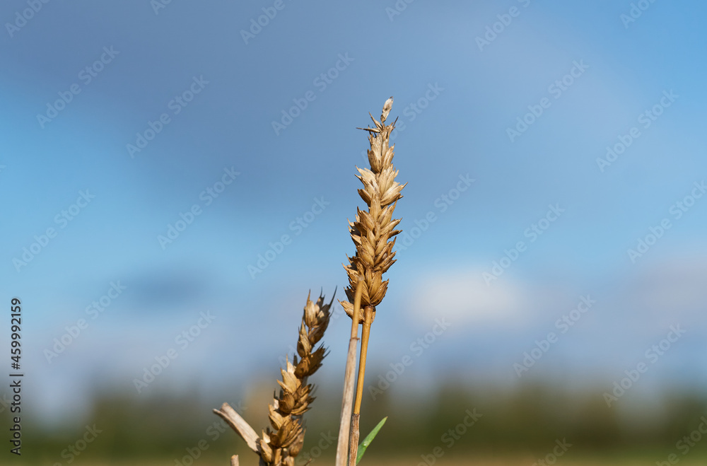 Solitary Barley stalk in a field