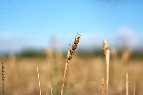 Solitary Barley stalk in a field
