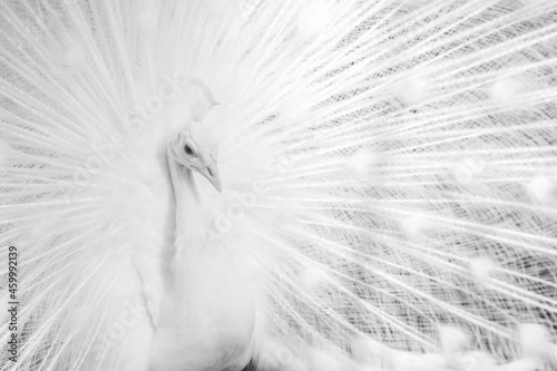 white peacock feather