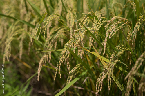 green rice field in summer