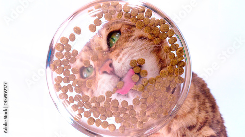 Bottom-up view of a cat eating dry food from a glass bowl. Bengal cat eating dry food pellets. Creative idea, unusual view. Shot from the bottom up through transparent glass