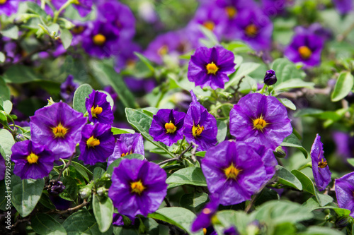 Poroporo, Solanum laciniatum Aiton