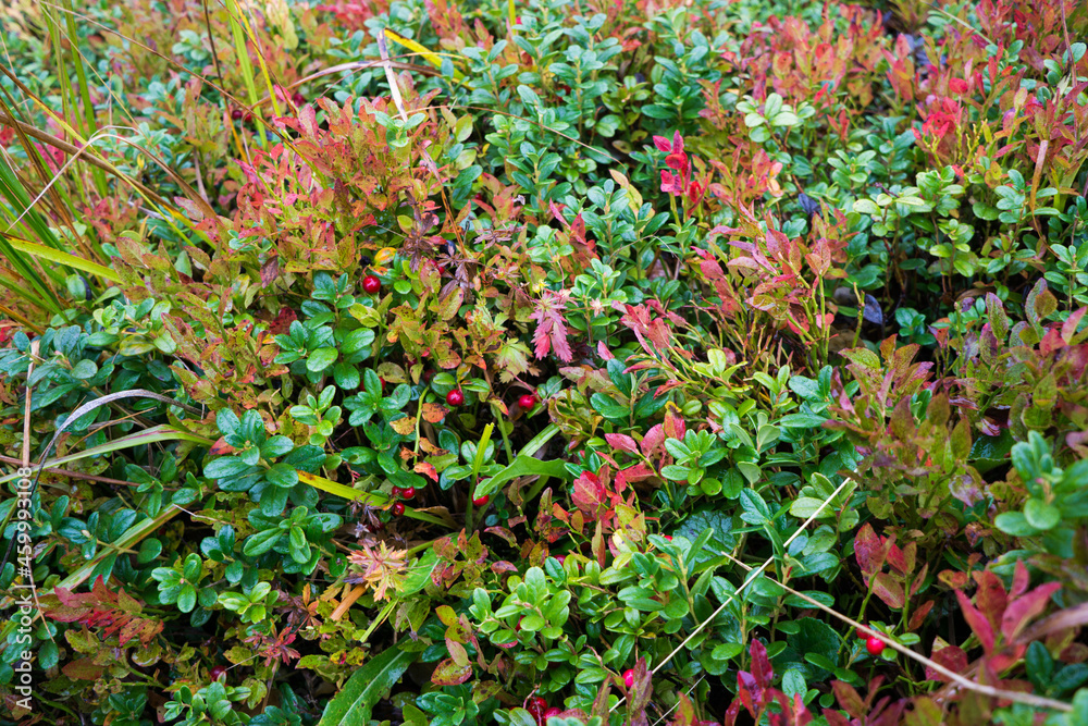 Multicolored autumn lingonberry bushes with berries. Multicolored autumn lingonberry bushes with berries.