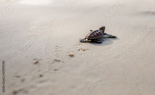Canvastavla Little Sea Turtle Cub, Crawls along the Sandy shore in the direction of the ocea
