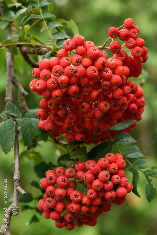 Fototapeta premium Clusters of bright red Mountain Ash or Rowan tree berries in the Fall