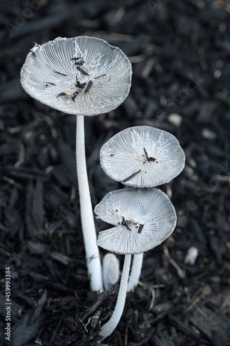 Delicate white Haresfoot inkcap mushrooms on black wood chips Coprinopsis Lagopus fungus Canada photo