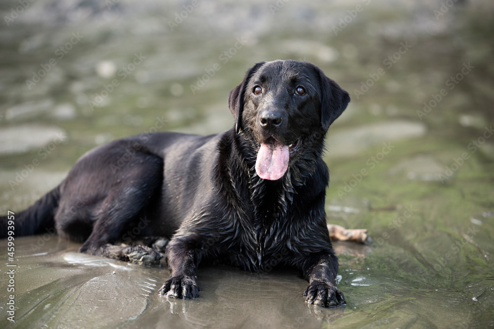 Beautiful playful black labrador retriever at the beach in the sand Beautiful playful black labrador retriever at the beach in the sand