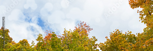 Banner with yellow maple leaves