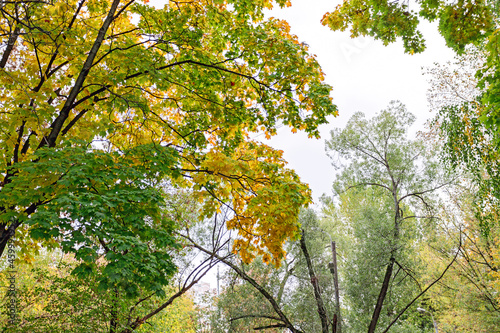 Fototapeta Naklejka Na Ścianę i Meble -  Banner with yellow maple leaves