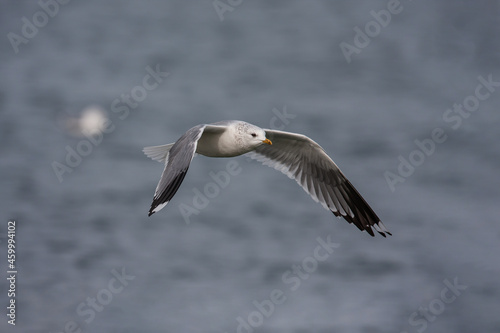 Great Black-backed Gull (Larus marinus) flying over the sea