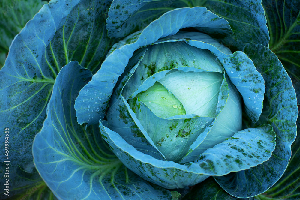 Fototapeta premium Big green cabbage on the farm. Vegetarian food background.