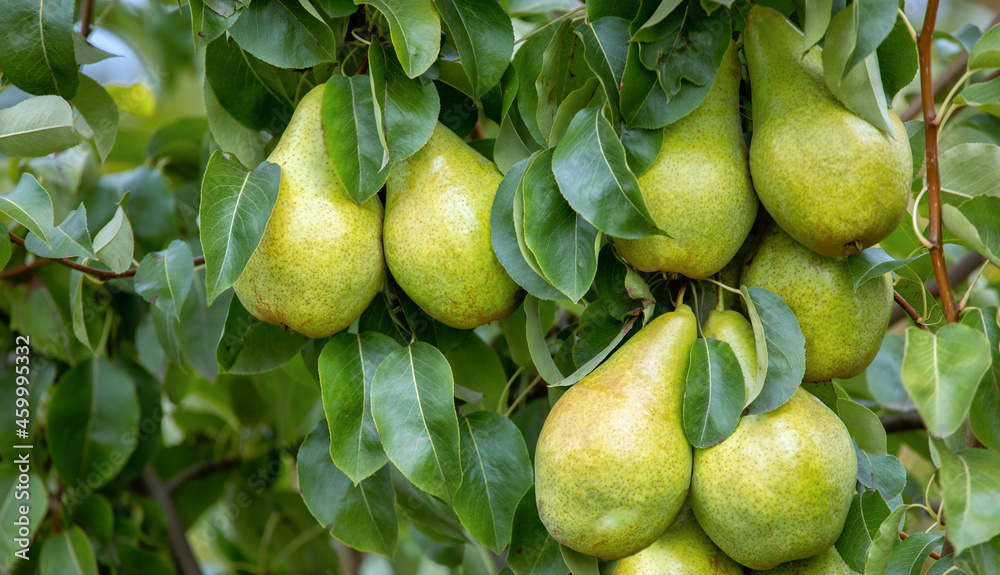 Three ripe yellow juicy pears on a tree.
