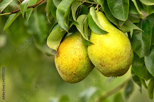 Two ripe yellow juicy pears on a tree.