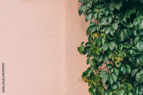 Wall of leaves as background on a sunny day with copy space