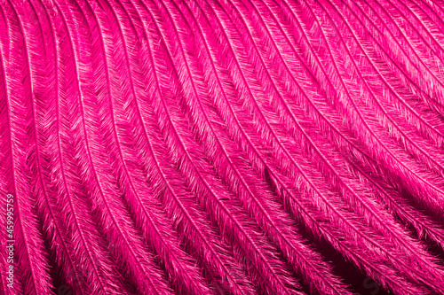 Fuchsia pink feather background texture with copy space for text. Festive invitation and greeting card design for inscriptions and wishes
