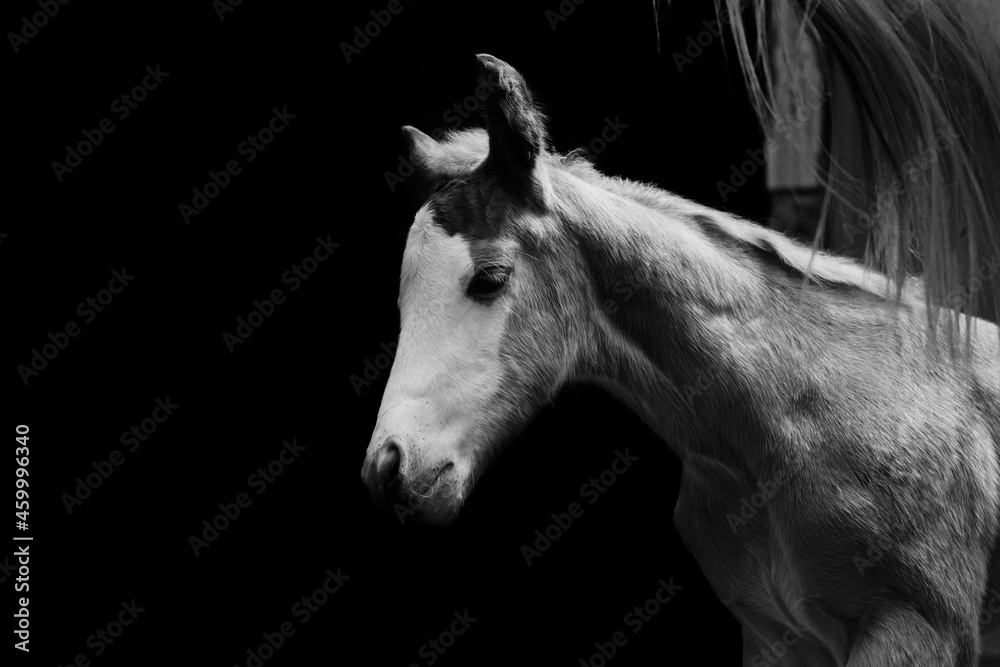 Fototapeta premium Bald face colt foal horse on black background with copy space.