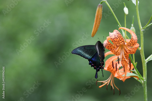 コオニユリの花の蜜を吸うミヤマカラスアゲハ photo