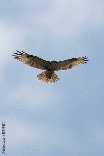common buzzard in the sky © Matthewadobe
