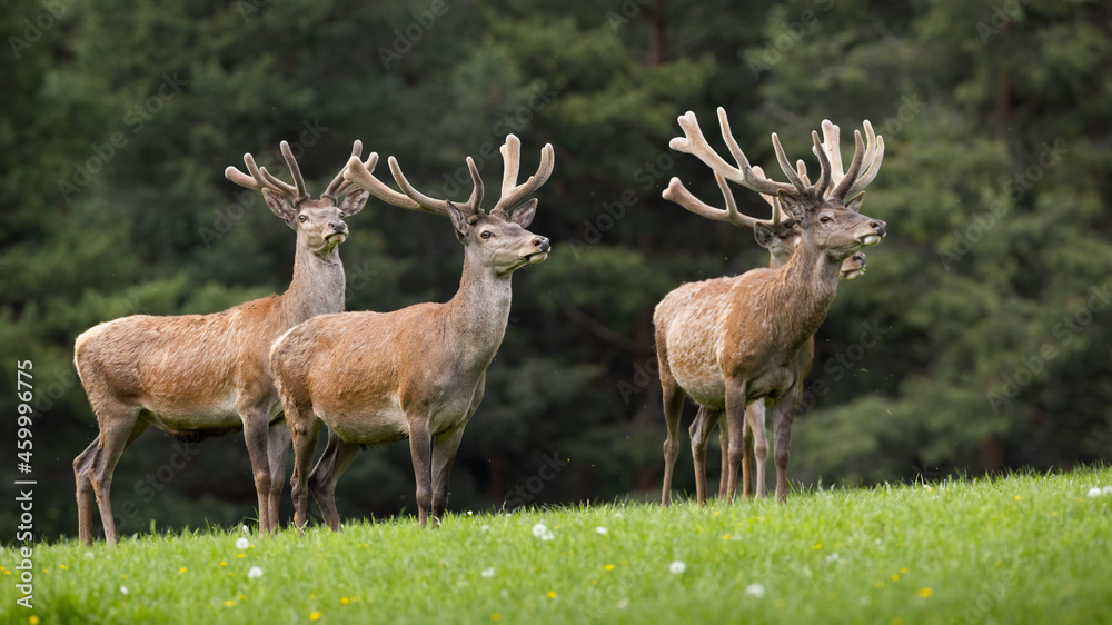 Group of red deer, cervus elaphus, standing on grassland in springtime. Herd of stag with velvet antlers looking on field. Many mammals observing on meadow. Group of red deer, cervus elaphus, standing on grassland in springtime. Herd of stag with velvet antlers looking on field. Many mammals observing on meadow.