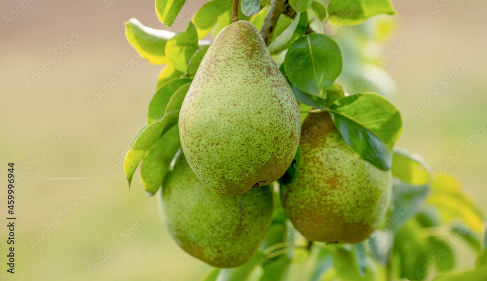 Three ripe yellow juicy pears on a tree. Three ripe yellow juicy pears on a tree.