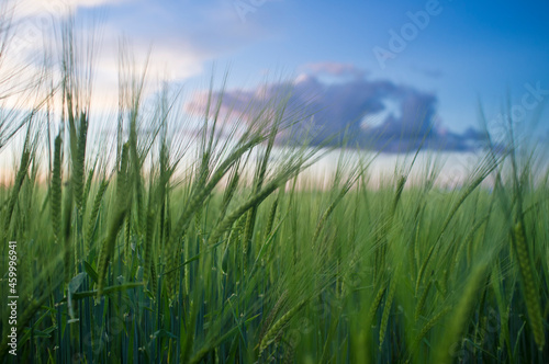 Green barley ears full of grains at cereal field over cloudy sunset sky