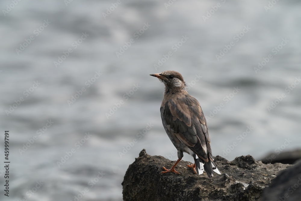 starling on the rock starling on the rock
