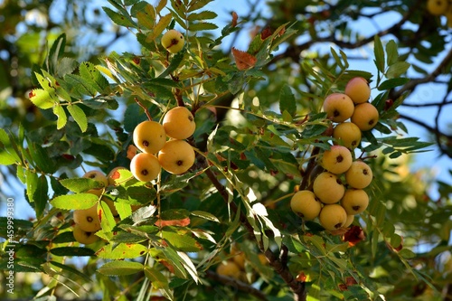 Sorbus domestica. Frutos del Serbal común en las ramas del árbol