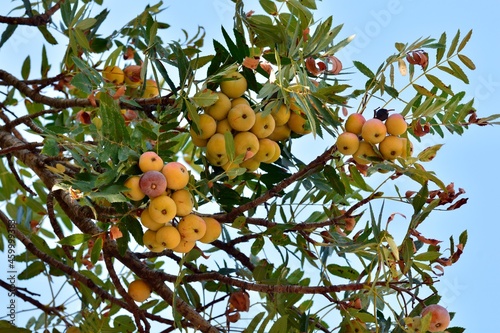 Sorbus domestica. Frutos del Serbal común en las ramas del árbol photo