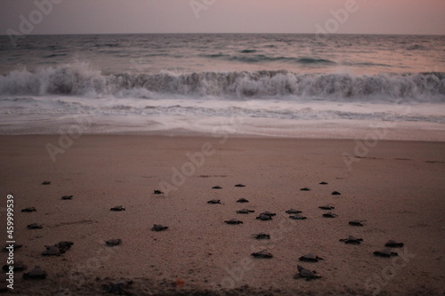 little turtles going into the sea