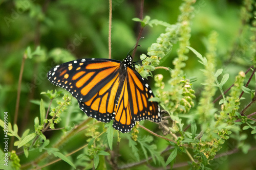 Monarch butterfly © Jason