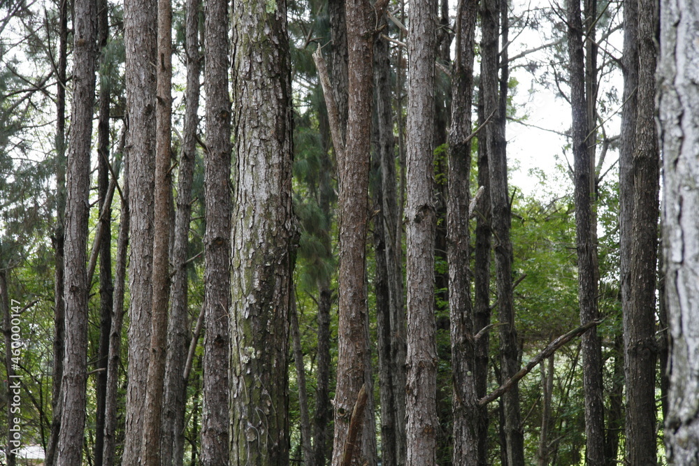 trees in the forest trees in the forest