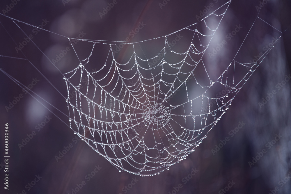 Argiope bruennichi Yellow-black spider in her spiderweb