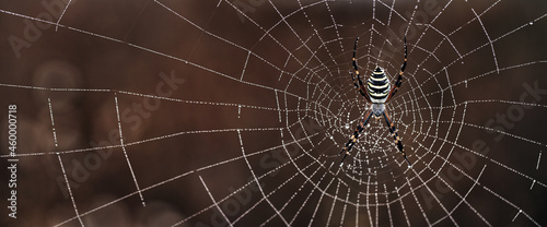 Photo Argiope bruennichi Yellow-black spider in her spiderweb