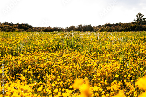 Small wild yellow flowers lining the field on a bright spring day.