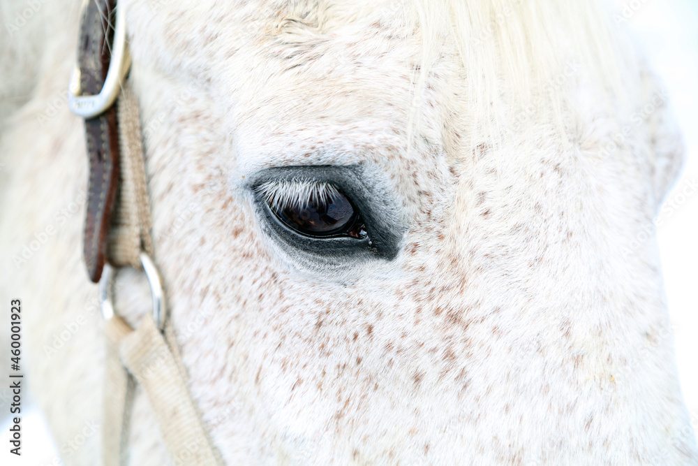 eye of flea-bitten grey horse