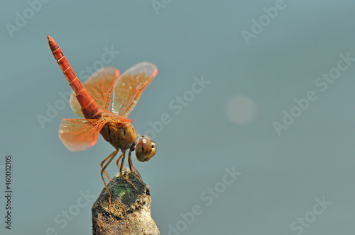 Brachythemis contaminata with orange wings photo