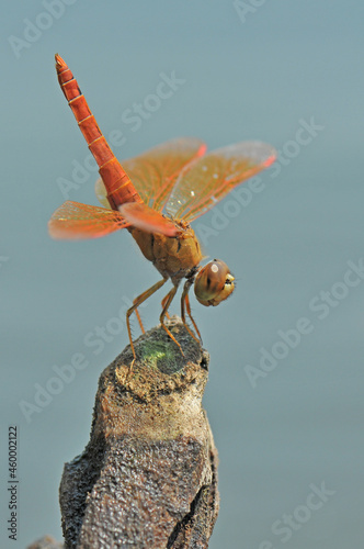 Brachythemis contaminata with orange wings