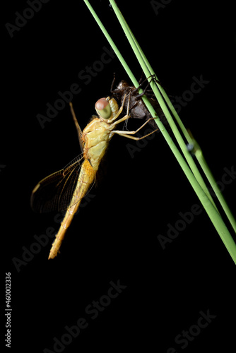 Molting dragonfly
Crocothemis servilia