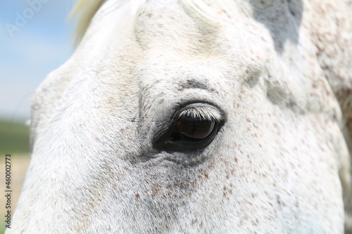 gray horse eye