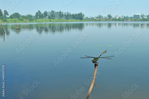 Ictinogomphus decoratus in their habitat