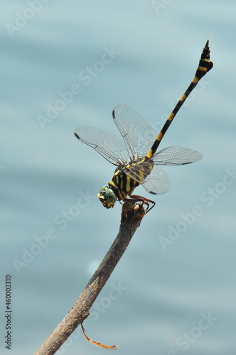 Ictinogomphus decoratus obelisk