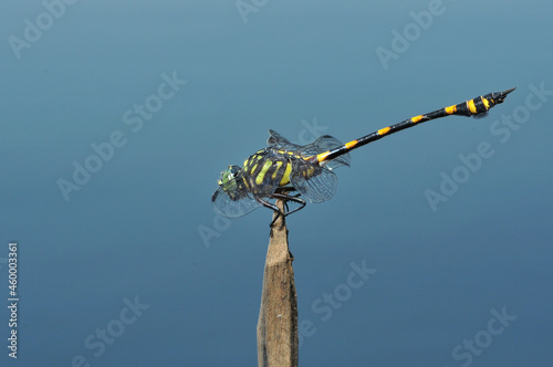 Ictinogomphus decoratus