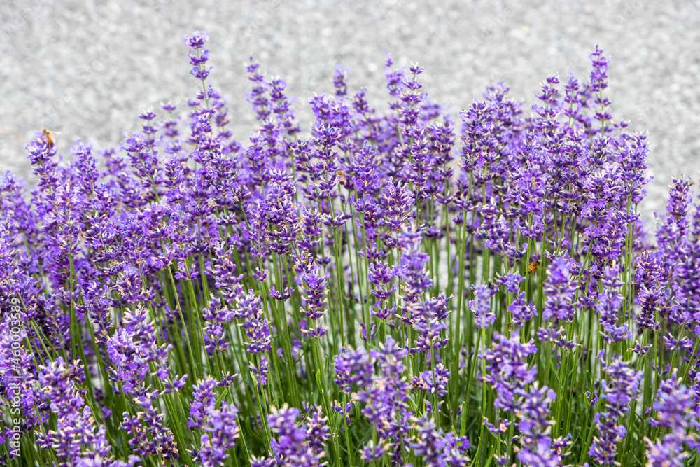 Fototapeta premium Lavender 