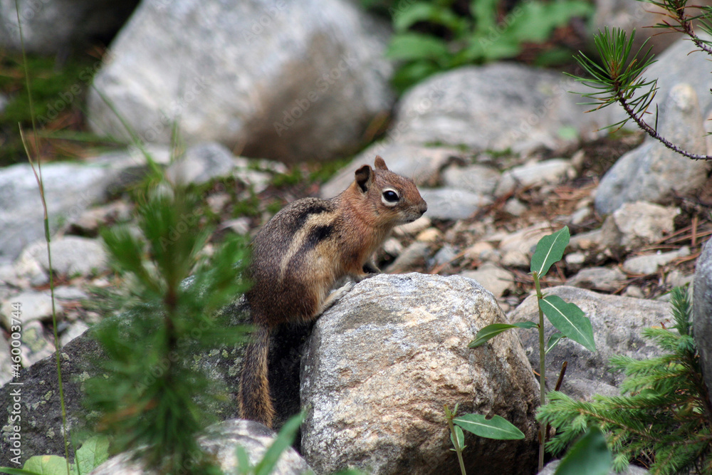 cute chipmunk on a rock cute chipmunk on a rock