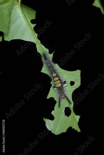 Moth caterpilar