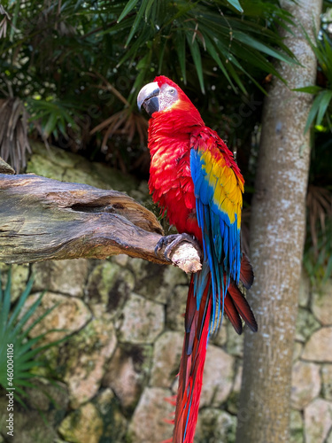 Guacamaya