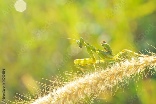 praying mantis on a leaf