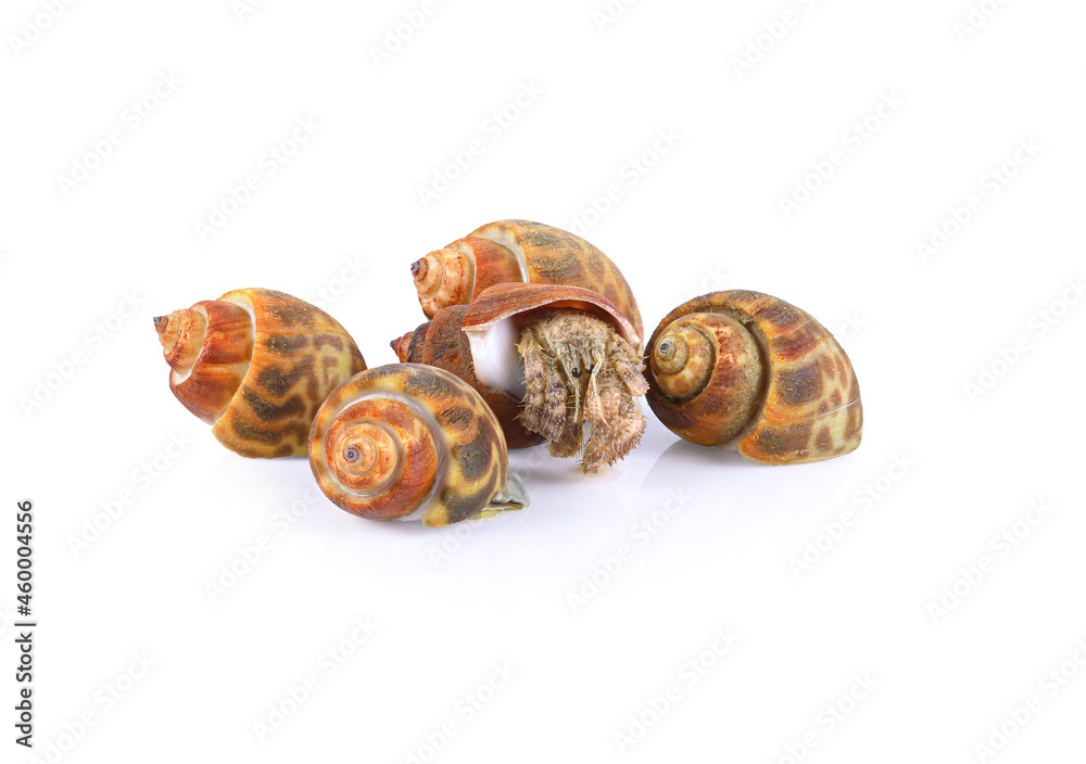 hermit crab isolated on white background hermit crab isolated on white background